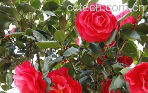 山茶花的养殖方法和注意事项-1