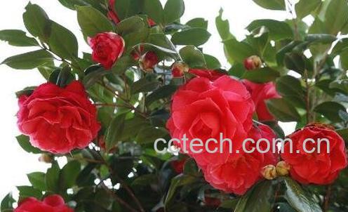 山茶花的养殖方法和注意事项-0