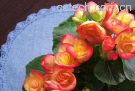 海棠花的养殖方法-0