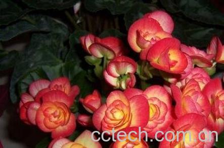 海棠花的养殖方法-1