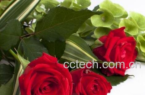 无根玫瑰花杆怎么种活 无根玫瑰花的养殖方法-0