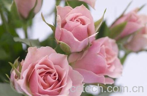 无根玫瑰花杆怎么种活 无根玫瑰花的养殖方法-1