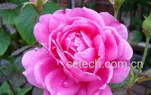 月季花的养殖方法与注意事项-1