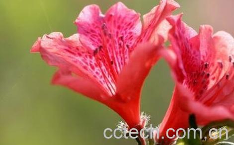 杜鹃花的养殖方法及注意事项-1