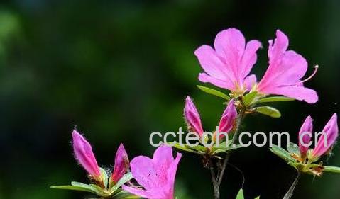 杜鹃花的养殖方法及注意事项-0