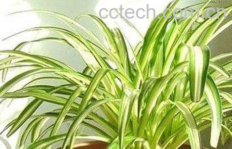 金心吊兰盆栽的功效与作用-0