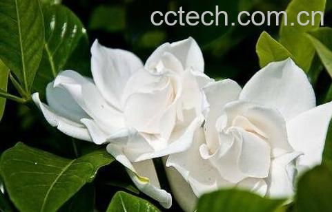 栀子花的养殖方法和技巧-0