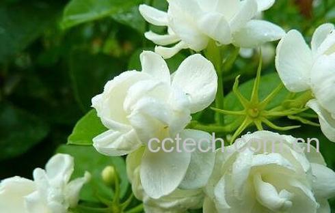 茉莉花的养殖方法与注意事项-0