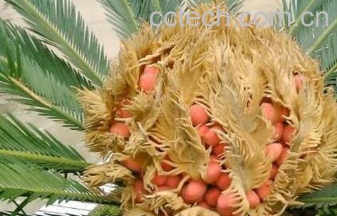 铁树果的作用与功效-0