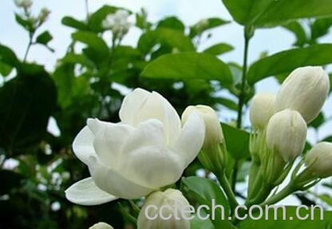 茉莉花的养殖方法与注意事项-1
