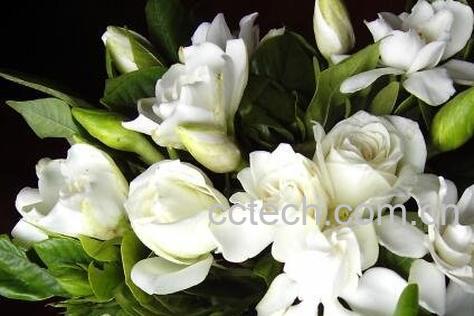 栀子花的养殖方法和病虫害防治-0