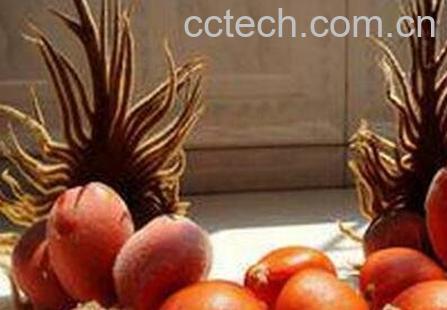 铁树果的作用与功效-1