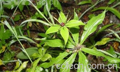 重楼的养殖方法和病虫害防治-0