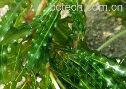 菹草的药用价值与功效作用-0