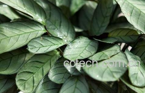 花叶竹芋的种植方法-0