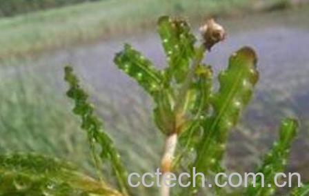 菹草的药用价值与功效作用-1