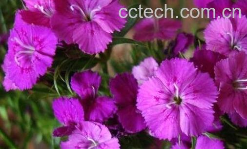 石竹梅图片 石竹梅的种植方法和注意事项-0