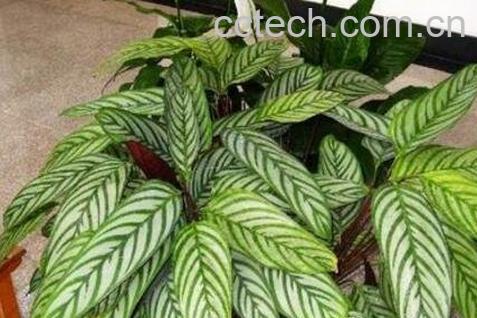 花叶竹芋的种植方法-1