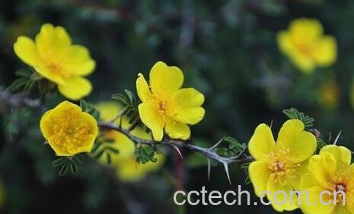 野生黄刺玫的功效与作用-0