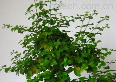 山指甲盆景的养殖方法和注意事项-0