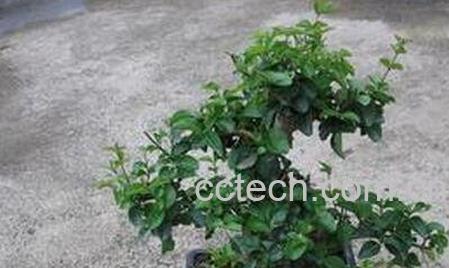 山指甲盆景的养殖方法和注意事项-1