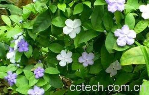 双色茉莉的养殖方法和注意事项-0