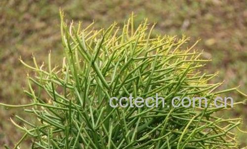 绿玉树的功效与作用-1