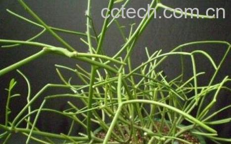 绿玉树的功效与作用-0