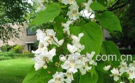 梓树的养殖方法和注意事项-1