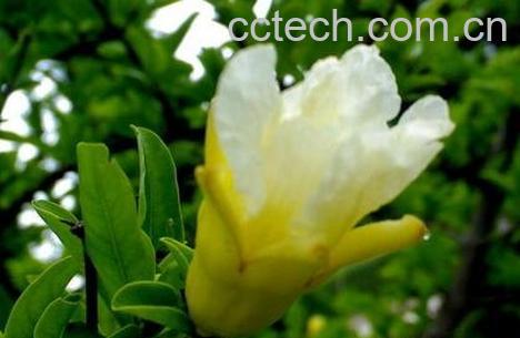 白花石榴树有什么功效-0