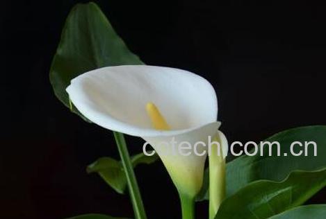 花开的最好看的植物 什么花最好看-0