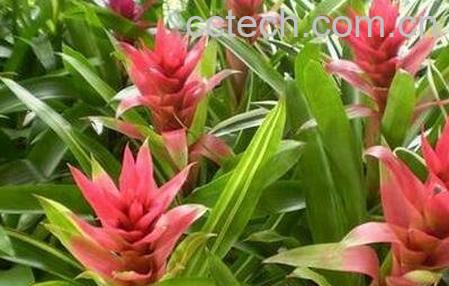 丹尼斯花的功效与作用 丹尼斯花的药用价值-0