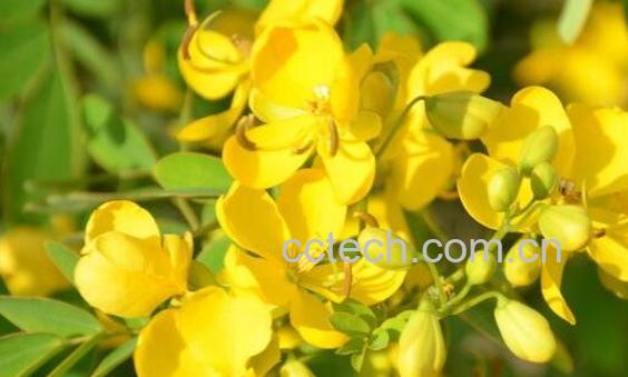 金露梅的功效与作用与食用禁忌-0