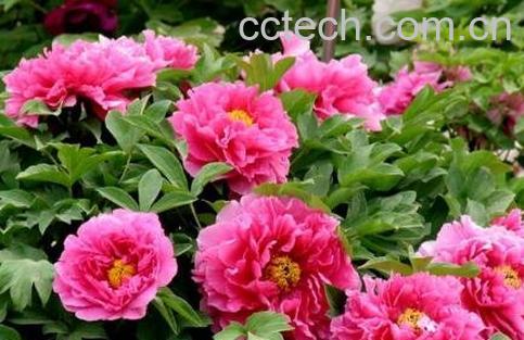 花开的最好看的植物 什么花最好看-1