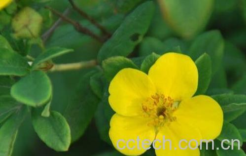 金露梅的功效与作用与食用禁忌-1