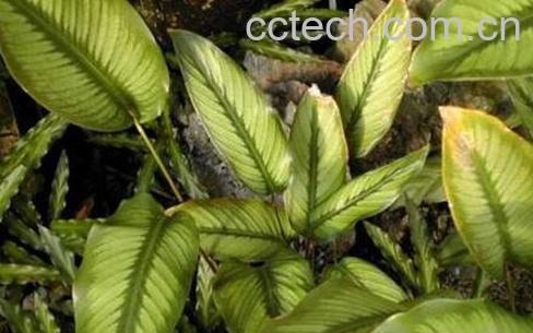 肖竹芋长虫怎么办-0