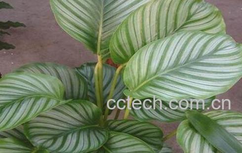 肖竹芋长虫怎么办-1