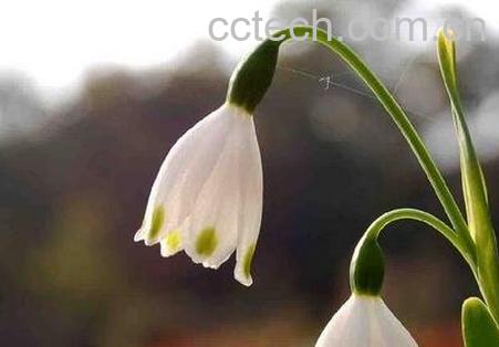 夏雪片莲的作用与养殖方法-1