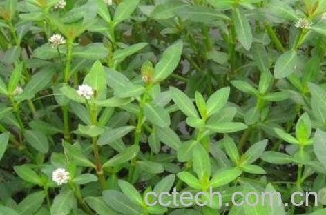 空心莲子草的病虫害防治-0