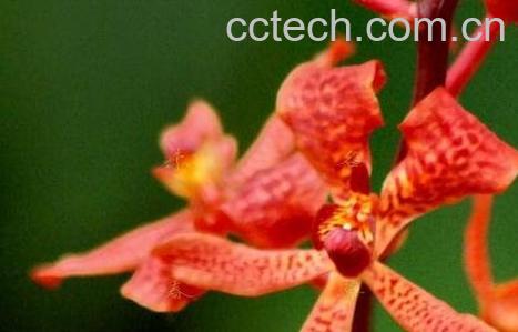 火焰兰图片 火焰兰的养殖方法-0