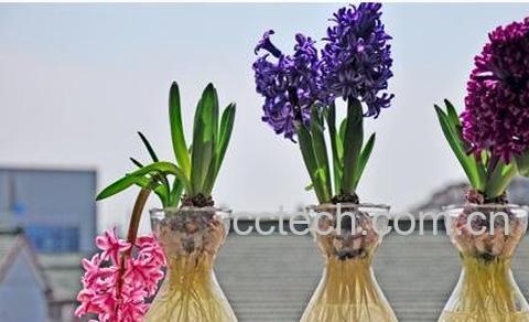 最适合家中养的十大植物-1