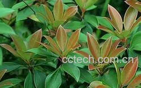 厚皮香花的功效与作用-0