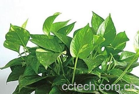 最适合家中养的十大植物-0