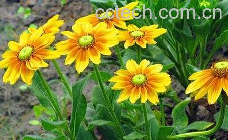 金光菊的病虫害防治-0