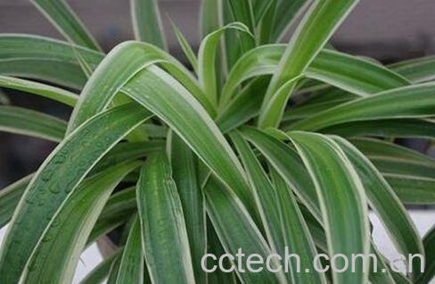 大叶吊兰养殖方法和注意事项-0