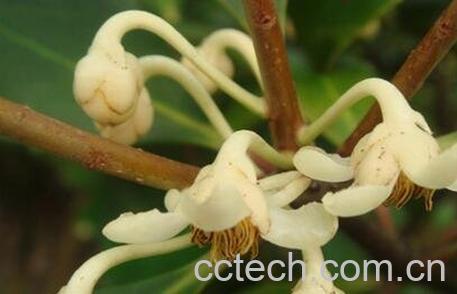 如何养厚皮香花 厚皮香花的养殖方法教程-1