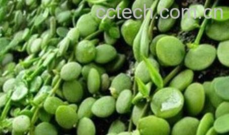 眼树莲的作用-0