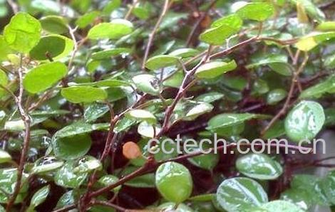 千叶花的功效与作用-0