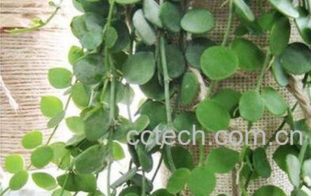 眼树莲的作用-1