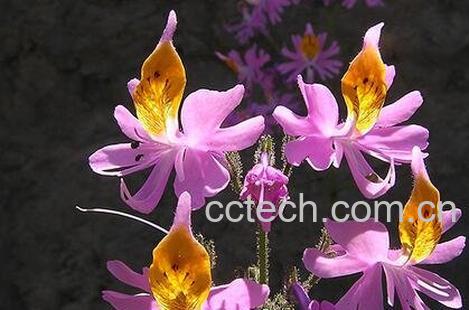 蛾蝶花有什么好处-0